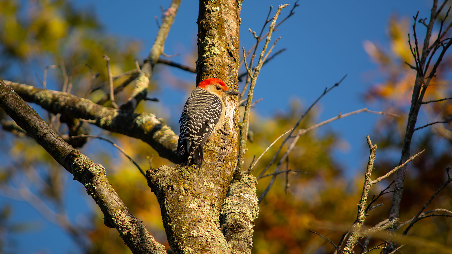 https://www.metroparks.com/category/wildlife-nature/